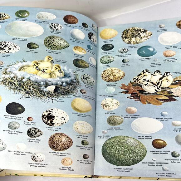 Birds of the World Oliver L. Austin Jr. Bird Golden Press Western Publishing 83' - Picture 9 of 10